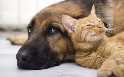 Хто любить своїх господарів більше кішки або собаки