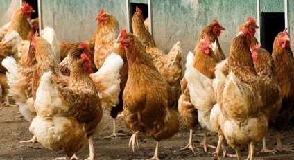Producția de ouă de găină roșie Kuban și alte caracteristici, condițiile de detenție