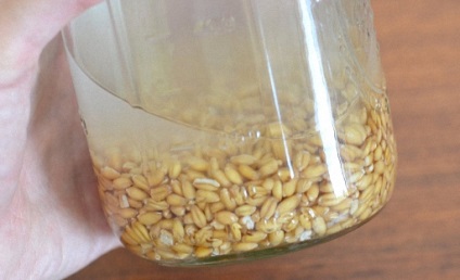 Квас з пшениці рецепти пшеничного квасу