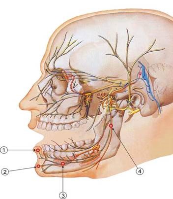 Despre tratamentul traumelor nervului alveolar inferior în implantarea dentară