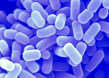 Лактобактерії при дисбактеріозі, живі бактерії, примадофилус