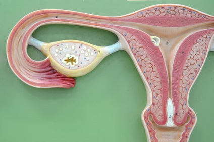 Tratamentul fibromului uterin - 15 mai 2014 - blog - vedere interioară