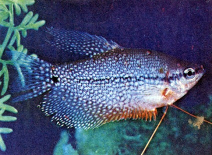 Лікування виразкової хвороби акваріумних риб ефективні методи