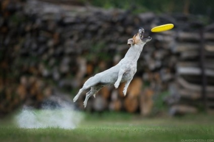Câinii zburători în proiectul fotografic al lui Claudio Piccoli (25 fotografii)
