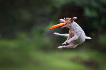 Câinii zburători în proiectul fotografic al lui Claudio Piccoli (25 fotografii)