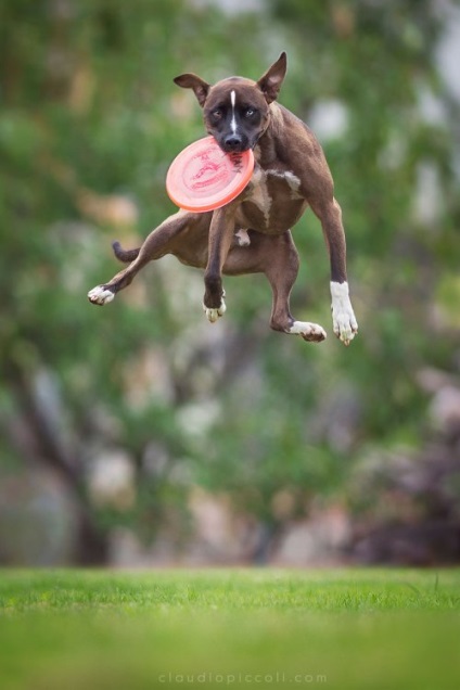 Літаючі собаки в фотопроекті Клаудіо Пікколі (25 фото)