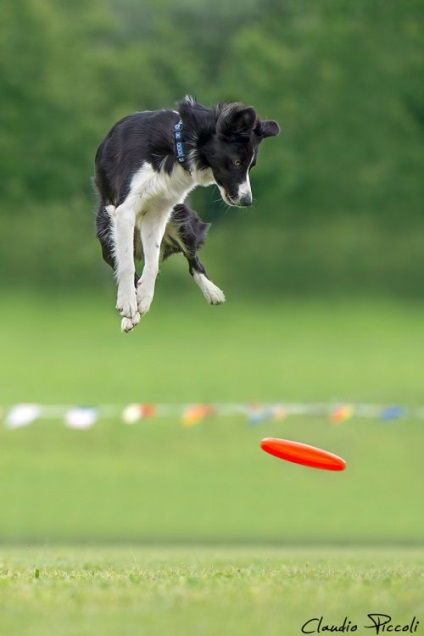 Літаючі собаки в фотопроекті Клаудіо Пікколі (25 фото)