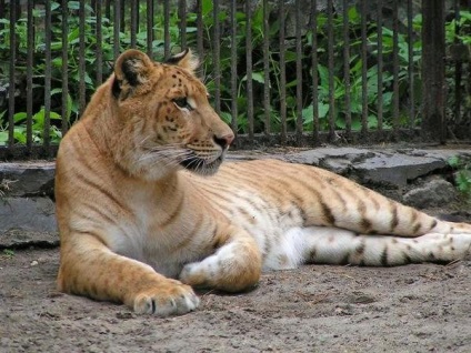 Ligers, tigony, leopon