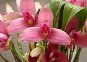 Lycaste грижи орхидея у дома