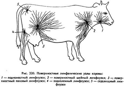 Sistemul limfatic al animalelor (partea 4) - totul despre medicina veterinară