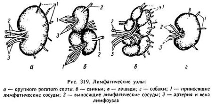 Sistemul limfatic al animalelor (partea 4) - totul despre medicina veterinară