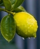 лимонне масло