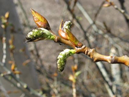 Linden, nyár - attribútumok, tulajdonságok, alkalmazások gerendák