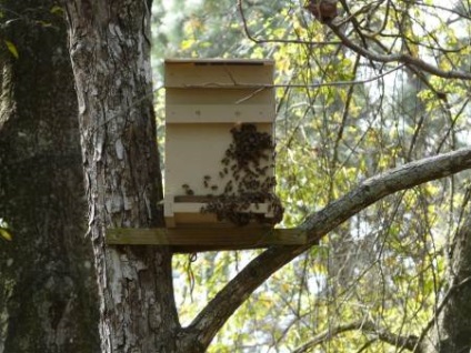 Vânătoarea de roi de albine cu capcane este regula de bază a apicultorului - viața mea