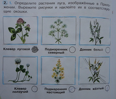 Луг - царство квітів і комах - сторінка 24