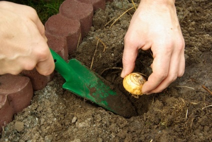 Plantele și florile bulbice pentru grădină sunt toate despre plantele perene și primrose