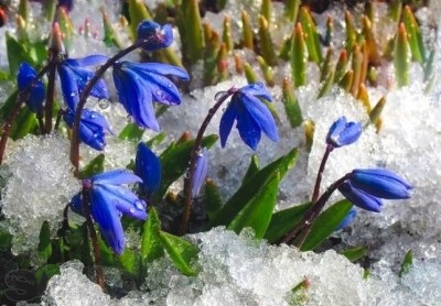 Цибулинні рослини і квіти для саду все про багаторічники і первоцвіти