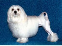 Az oroszlán kutya petit chien oroszlán - lapdogs és rokon fajták - fórum kutyákat fajták (coursing) Az oroszlán kutya petit chien oroszlán - lapdogs és rokon fajták - fajták Ökölvívás fórum