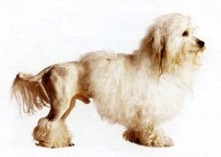 Câine leu petit chien leu - câini de talie și rase înrudite - forum de rase de câini de câini