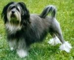 Az oroszlán kutya petit chien oroszlán - lapdogs és rokon fajták - fórum kutyákat fajták (borzyatniki csapat) Az oroszlán kutya petit chien oroszlán - lapdogs és rokon fajták - fajták Ökölvívás fórum