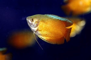 Lalious sau pygmy pește de acvariu gourami, conținut