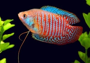 Lalious sau pygmy pește de acvariu gourami, conținut