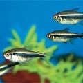 Lalious sau pygmy pește de acvariu gourami, conținut