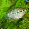 Или джудже gourami джудже gourami аквариумни рибки, съдържание