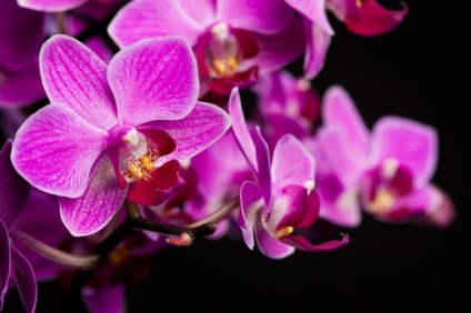 Semnificația magică a orhideelor ​​din casă este semne și credințe