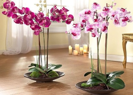 Semnificația magică a orhideelor ​​din casă este semne și credințe