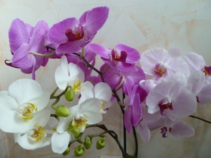 Importanța magică a orhideelor ​​în casa ta