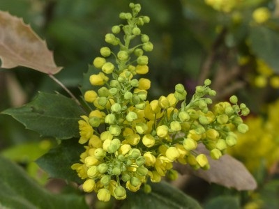 Oregon Grape ültetés és gondozás