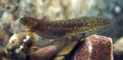 Triturus vittatus