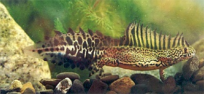 Kis-Ázsia Triton Triturus vittatus (Kis-Ázsia) Sávos gőte Triturus vittatus