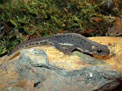 Малоазіатський тритон triturus vittatus