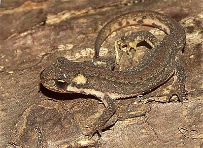 Малоазіатський тритон triturus vittatus