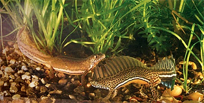 Triturus vittatus