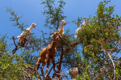 Maroc în fotografii