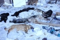 Înarmarea câinilor în Novosibirsk, libertatea animalelor