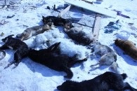 Înarmarea câinilor în Novosibirsk, libertatea animalelor