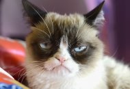 Мем! Пригоди знаменитої кішки grumpy cat в диснеївських мультфільмах