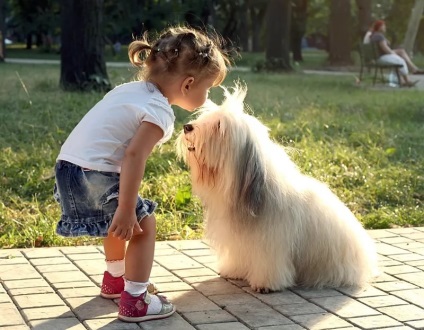 Miniature Bull Terrier - rasa decorativă de câini