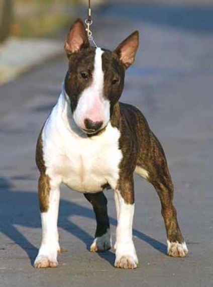 Miniature Bull Terrier - rasa decorativă de câini