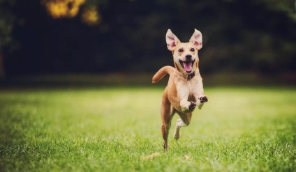 Miniature Bull Terrier - rasa decorativă de câini