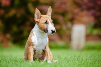 Miniature terrier terrier sau mini bull terrier fotografie și descrierea rasei