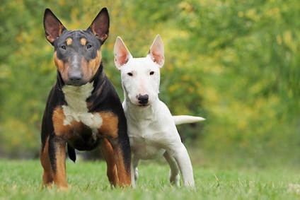 Miniature terrier terrier sau mini bull terrier fotografie și descrierea rasei