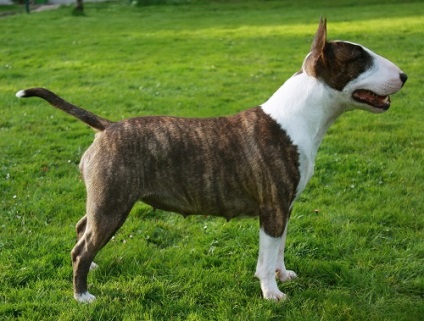 Miniatűr Bull Terrier, vagy mini bull terrier fajta fotó és leírás