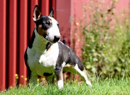 Mini Bull Terrier fotografie, descrierea rasei, natură, video