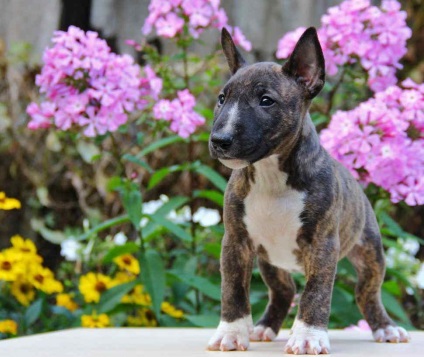 Mini Bull Terrier fotografie, descrierea rasei, natură, video