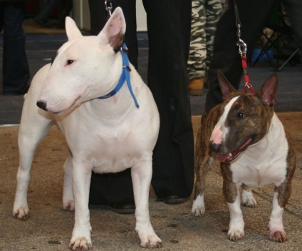 Mini Bull Terrier fotografie, descrierea rasei, natură, video